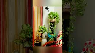 Indoor Money Plant Decoration Ideas/Best Indoor Plant