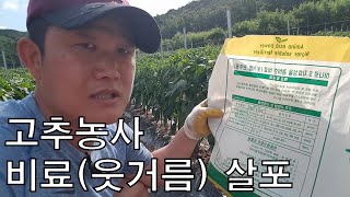 고추농사 성공 좌우하는 웃거름 주는 방법 (비료추천) [농사의신] / Red Pepper Fertilizer