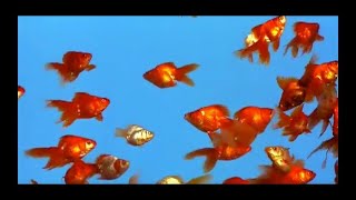 Goldfish-我的意识流混剪