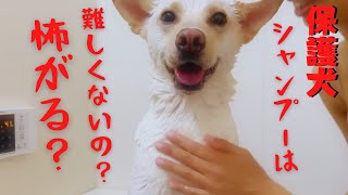 保護犬の竜之助にシャンプーしてみた！本当に大好き？