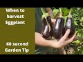 When to harvest Eggplant - 60 second Garden tip