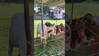 GIR COW || ഗീർ പശു  Must watch