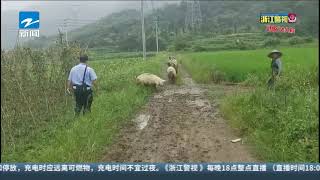 十多头猪田间“暴走” 民警临时当起“赶猪人”