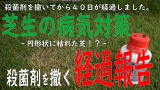 芝生の病気対策　経過報告　殺菌剤を撒いてから40日が経ちました。