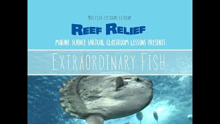 Lesson 24: Extraordinary Fish