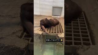 仲良し？？なオスのカワウソ　#shorts #short #animals #カワウソ #爆笑