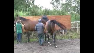 Natural Covering at Glenwood Stud