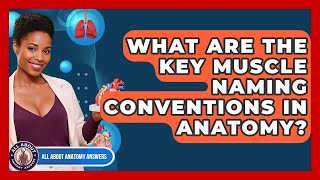 What Are The Key Muscle Naming Conventions In Anatomy? - All About Anatomy Answers