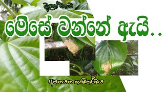 බුලත් වගාව/පත්‍ර වියලිම පිළිබඳ