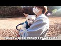 【成長】散歩できない保護犬はどうなってしまうのか...【ピースワンコ】part5