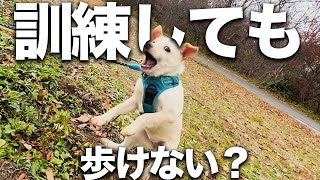 【成長】散歩できない保護犬はどうなってしまうのか...【ピースワンコ】Part5