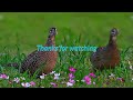 phasianus torquatus ring necked pheasant courtship dance環頸雉求偶舞