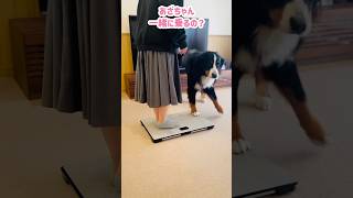 飼い主の体重測定に参加？！足を乗せてくるバーニーズ🐾😊