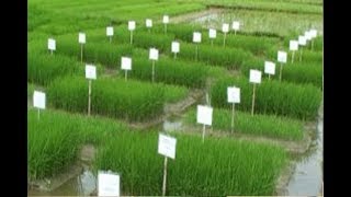 Flood Tolerant Rice (Summary)