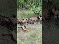 leopard paralyzes wild dog as the pack fights back