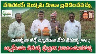 దానిమ్మ లో వచ్చే వేరు కుల్లు, బ్యాక్టీరియా నివారణ | Wilt Control in Pomegranate | AgriTech Telugu