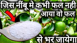 कभी नींबू नही आता हो उस पौधे मे भी नींबू आएगा।Best Fertilizer for lemon plant.Lemon plant care.Nimbu