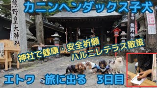 【カニンヘンダックス】エトワの成長記録　エトワ旅に出る　軽井沢2泊旅行　3日目　熊野皇大神社でわんこ肉球色紙（健康・安全祈願）　ハルニレテラス散策