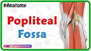 Popliteal Fossa Anatomy (Animation): Introduction, Boundaries, Contents\u0026 Relations