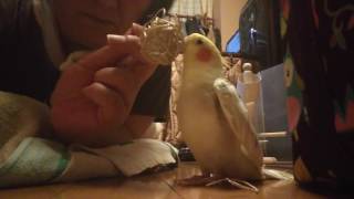 ご機嫌に歌うオカメインコ