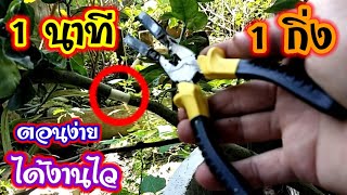 💥สุดแจ๋ว คีมตอนกิ่งไม้ ตอนง่ายๆ   ลุยได้ทั้งสวน/พ่อบ้านยุคใหม่/💥