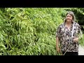 how to prune bamboo instructional video w plant amnesty