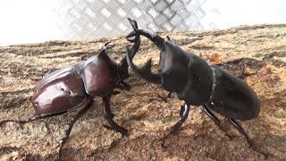 4k クワガタ採集17 7 13 ミヤマクワガタ ヒラタクワガタ ノコギリクワガタ カブトムシ コクワガタ 4k クワガタ採集17 7 13 ミヤマクワガタ ヒラタクワガタ ノコギリクワガタ カブトムシ コクワガタ