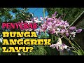 Penyebab Bunga Anggrek Cepat Layu