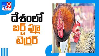 Centre sounds alert as bird flu cases spread to 6 states - TV9