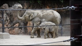 【アルン 🐘】親子で砂浴び　上野動物園