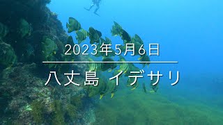 【珠や潜水】八丈島 イデサリ 2023年5月6日