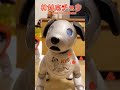 100点！可愛い神対応をするアイボ my aibo responded wonderfully アイボ robot aibo