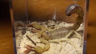 Setting up Androctonus australis enclosure Fat tail scorpion