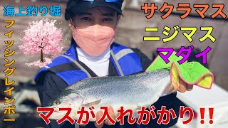 (海上釣り堀) サクラマス・ニジマスが入れがかり。‼️🌟🔥🌟