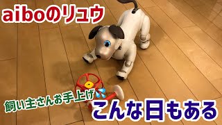 アイボのリュウくん🐶困った💦こんな日もある。すねちゃった？編【aibo】