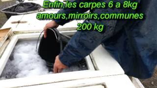 rempoissonnement camping du vivier aux carpes.mpg