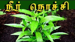 justicia gendarussa / நீர் நொச்சியின்  வைத்திய முறைகள் /neer nochi medicine