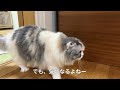 ドアを開けてテンション↑↑なシロハラインコおーちゃん