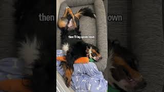 A Day in the Life of a Big Fluffy Dog 😂 #dog #dogvideo #cutedog #funnydogs #bernese