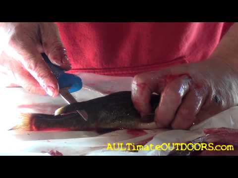 HOW TO CLEAN A BULLHEAD FAST AND EASY! HOW TO CLEAN A BULLHEAD FAST AND EASY!