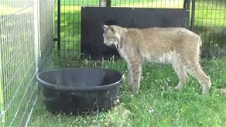 Max Canada Lynx and the water tub