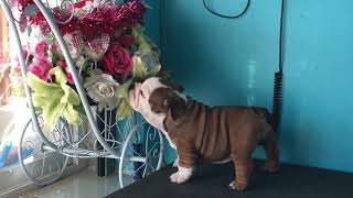 บ้านดอลลาร์หมาหน้าย่น. Mydear วัยเด็ก English Bulldog