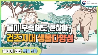 생태특집 5화. 내가 바로 라이온 킹🦁 아프리카의 왕 중의 왕👑 바바리사자!!! 이제는 볼 수 없다죠..🐾 사라져 가는 건조지대의 생물다양성, 우리 함께 지켜요!