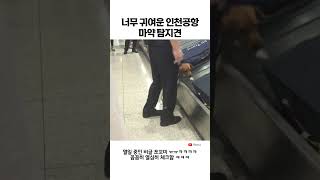 반전의 인천공항 마약탐지견