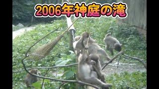 【赤ちゃん・ニホンザル・古い動画】2006年　神庭の滝（岡山県真庭市「）