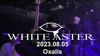 WHITE ASTER - Oxalis (Official Live Video) 2023-08-25 RED ZONE ＠富山MAIRO