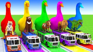 5 Giant Duck Cartoon,Cow,Elephant,Tiger,Lion,Dinosaur,Paint Wild Animals Crossing Fountain Animation