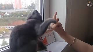 Cats Who HATE Middle Fingers! (A Compilation)