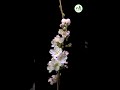 enchanting cherry blossom bloom in seconds bloom cherryblossom timelapse nature gardening