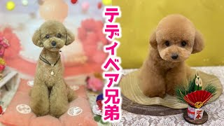 別々のサロンで愛犬たちをトリミングしたら可愛らしさ2倍のテディベアになって帰ってきました！！【今年初のトリミング】【多頭飼い】【マイクロティーカッププードル】【トイプードル】